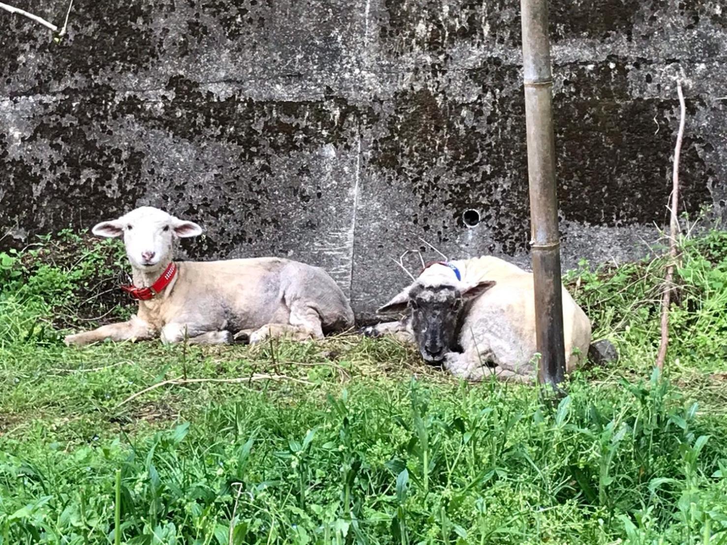 Kanau Gojo Esterno foto